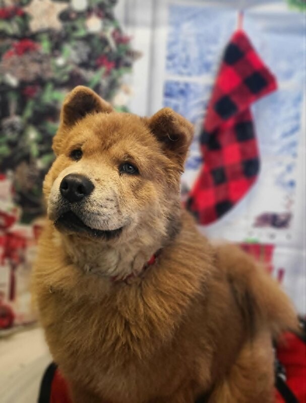 Picture of the Animal Listed